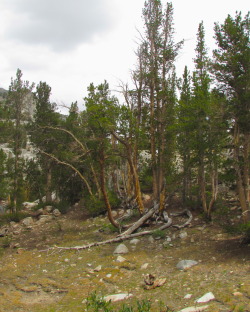 letsbeforestfriends:  Dead trees in the Eastern Sierra Nevada Mountians (by letsbeforestfriends)