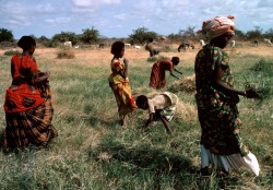 urbannoir:Chris Steele-Perkins Somalia. Ogaden desert. Harvesting crops at a waterhole which provides local irrigation. 1980