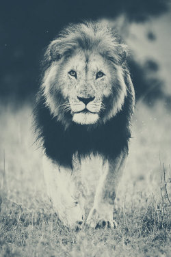 Taught him the Scarlett. Nowadays I re lion on him. en We Heart It. http://weheartit.com/entry/74134126/via/julia_van_de_Berg