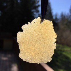 weedporndaily:  This is some lime cookies I pressed out from my good mate @cubangrower Thank you for keeping me stocked up on all my melts and sifts! #wetradehashcoins by @johannesnw