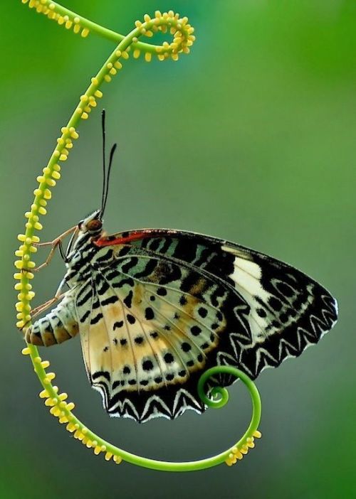 XXX beautymothernature:  Butterfly mother nature photo