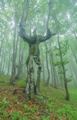 wolf-tooth:  It’s the fucking elder tree from Dragon Age Origins im dying