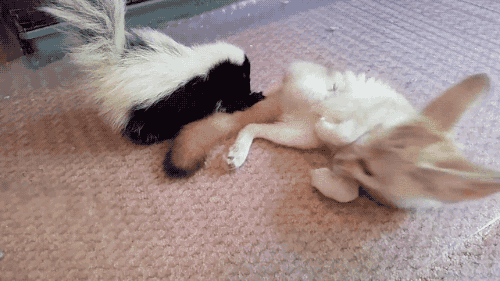 gifsboom:  Baby Skunk and Fennec Fox. [video] 