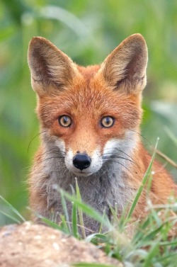 dr4gonland:  Fox Portrait by BenjaminSchieder
