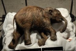 sixpenceee:  Lyuba is a female woolly mammoth calf who died 41,800 years ago at the age of 30 to 35 days. Lyuba is believed to have suffocated by inhaling mud while bogged down in deep mud in the bed of a river her herd was crossing. Lyuba appears to