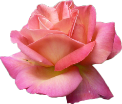 transparent-flowers:  Hybrid tea rose. Rosa bracteata. 