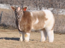 tornfeathers:  catbountry:  weeaboo-chan:  ok so i tried to find out what breed of cattle this is and i havent been successful but i found these two and their names are texas tornado and johnny football the pics are from this website and i dont know jack