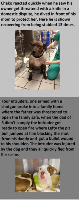 faintedincoils:  cruelbl00m:  cookiexslut:  I’m such a sap I teared up so hard while reading this. Pits don’t deserve the mistreatment they get, they’re such sweet babies.  My sweet babe wouldn’t ever hurt someone unless I was in real danger.