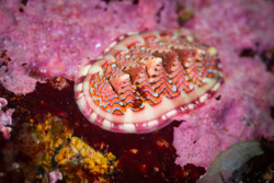 montereybayaquarium:*Crunch* goes the lined chiton, as it clears a crust of crustose coralline algae for lunch. Its colorful diet paints its eight-shell plates a bright pink, making this articulated mollusk a jewel of the kelp forest.