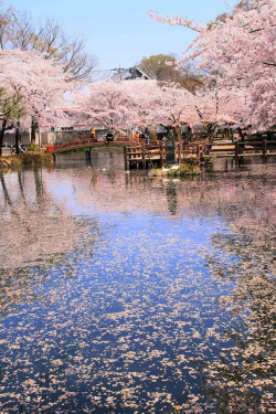 slyf0xes:  桜sakura,wagasa,cherry blossom
