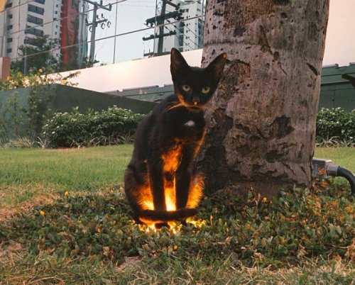everythingfox:  Side quest kitty