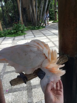 iwillmindfuckyou:  LOOK AT THESE COCKATOOS THAT I SAW A THE BALI BIRD PARK. THEY WERE SO CUTE AND JUST LET YOU SCRATCH THEM
