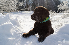 labradordogfan:  Dog Trainer for your Labrador Dog http://j.mp/dogtrainer4urdog