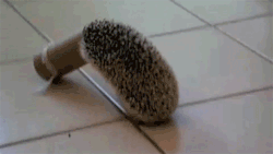 animal-factbook:  Hedgehogs believe that they can flatten themselves into worm-like dimensions. This, combined with their desire to cuddle in small spaces, sometimes ends poorly for these small creatures. Luckily, no harm comes to them due to these urges.