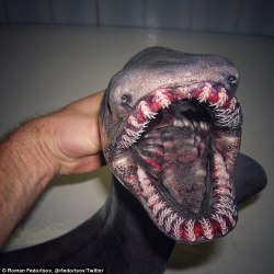 badgerofshambles:  lindsaychrist:   end0skeletal:    Russian deep sea fisherman becomes online hit after revealing bizarre catches 1. Frilled Shark2. Unidentified, possibly  a stoplight loosejaw, a deep-sea dragonfish from the genus Malacosteus3. Ghost