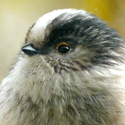 tootricky:  a curious long tailed tit peeps
