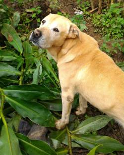 #Duncan el niño de la casa 💝🐕 #mydogmyson #dog  (en Armenia, Antioquia)