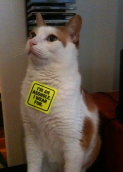 team-bear-arms:  stunningpicture:  PETA was in town the other day, protesting the abuse of animals and handing out stickers. I gave one to my cat.  You put a sticker on my chinchilla I’m fighting you. 