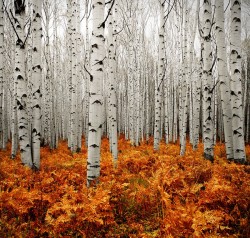 Can’t see the forest for the trees (a forest of Birch in Autumn)