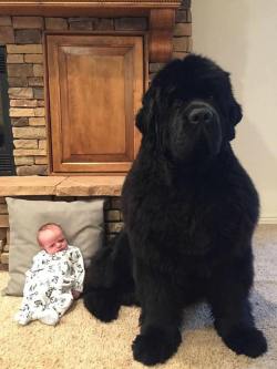 waht-do:  sixpenceee:   Newfoundland dogs, known for their gentle demeanor and strong swimming  ability, have webbed toes which helps their swimming. They were  originally bred and used as working dogs in Newfoundland, an island in  Eastern Canada. Via