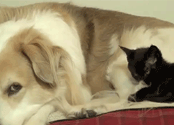 moniquill:  Kitten: I shall groom you, friend dog! Kitten: I have made a tactical error. 