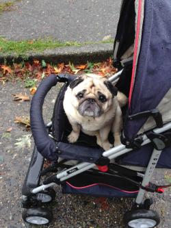 awwww-cute:  My pug has arthritis but still wants to go for walks so we bought him a stroller 