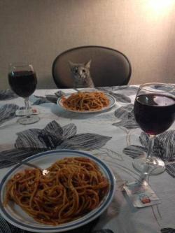 Romeow enjoying a dinner date