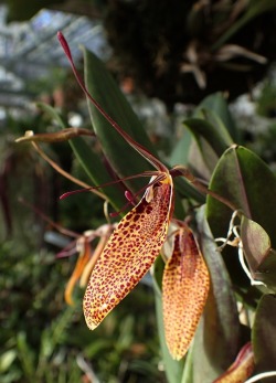 orchid-a-day:  Restrepia guttulataSyn.: Restrepia maculata subsp. robledorum; Restrepia robledorumMay 10, 2019 
