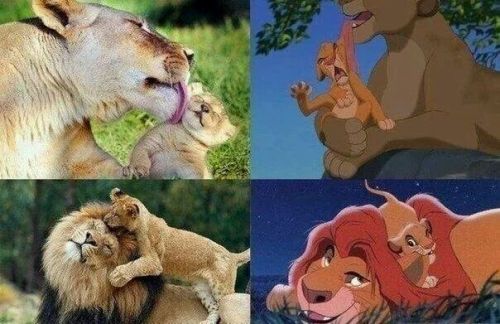 Porn Lion king photos