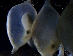 thisisjusttosayihave:  Baby cuttlefish. 