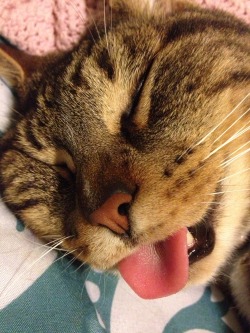 emily-spectre:  morfiantra:  evrel:  spacedalyssa:  I STUCK MY FINGERS IN MALFOYS MOUTH AND HE’S LIKE SLEEPING LIKE A DEAD CAT OR WAHTEVER AND I JUST PULL OUT HIS TONGUE AND HE JUST DOESN’T DO ANYTHING I’M LAUGHING SO HARD, OGMMF  you called your