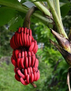 sixpenceee:  Red bananas, also known as Red Dacca bananas in Australia, are a variety of banana with reddish-purple skin. They are smaller and plumper than the common Cavendish banana. When ripe, raw red bananas have a flesh that is cream to light pink