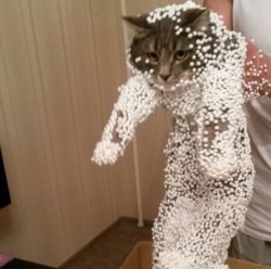 Cats love boxes but sometimes they make mistakes