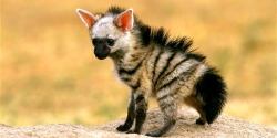 oohtheyhavenibbles:   kripke-is-my-king:  oohtheyhavenibbles:  i love striped hyenas because look at this punk little pup  it looks like a chihuahua with a mohawk omfg  i was going to write something snarky here in reply but you’re completely right