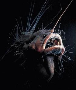 unexplained-events:  Mariana Trench - Deepest part of the world’s ocean Some of the life found in Mariana Trench 1)Fanfin SeadevilFrom the Angler-Fish family. It fuses with the female during mating and uses her blood-stream.2)Frilled SharkOften linked