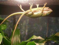 earthpics4udaily:Male lizard holding up his girlfriend so she can take a nap