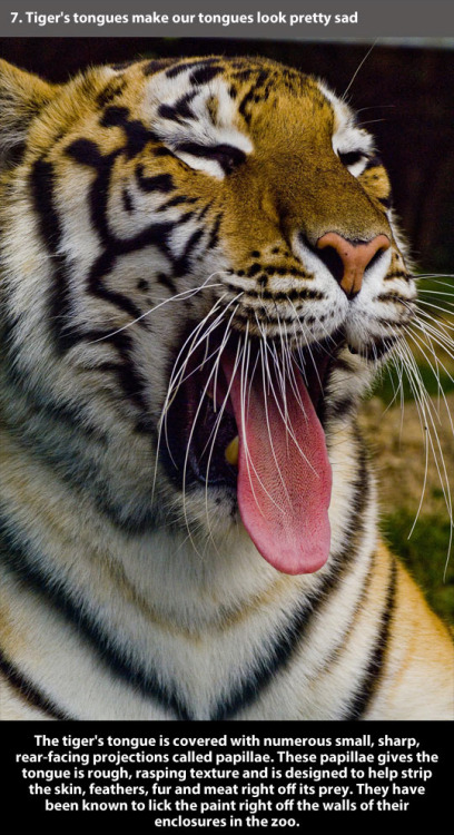 trendingly:  21 Amazing Facts About Tigers porn pictures