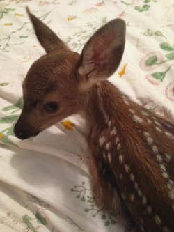 flower-fawns:we hung out in my bedroom too