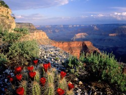 yuzees:Arizona’s Grand Canyon is a natural formation distinguished by its layered bands of red rock and its vast scale, averaging 10 miles across and a mile deep along its 277-mile length. Much of the area is a national park. With sweeping vistas, it’s