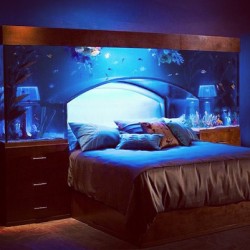 Awesome bed! #fish #aquarium #bed #custom