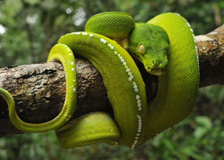 creatures-alive:  Green Tree Python (Morelia viridis) by reptile street photographer on Flickr.