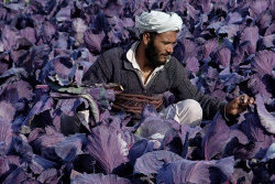 Fotojournalismus:  An Afghan Farmer Works In Turnip Fields On The Outskirts Of Mazar-E-Sharif