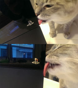 deershadow:  i bet that cat doesn’t even game, it’s just doing it for attention.  