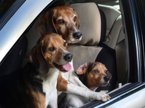 XXX kaihire:  thefrogman:  Dogs in Cars [website] photo