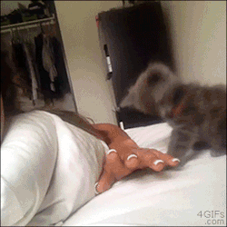 cognitivedissonance:  ohmy-gingersnaps:  This gif has increased my level of happiness exponentially. The more I watch it, the happier I get.   Your cute cat of the day 