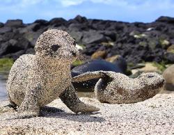 laurajmoss:  Fresh out of the water, newborn sea lion pups roll in sand to protect themselves from the blazing sun in San Cristobal, Galapagos Islands.   Awwww want!