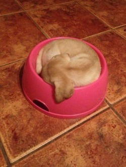 Puppy in a bowl