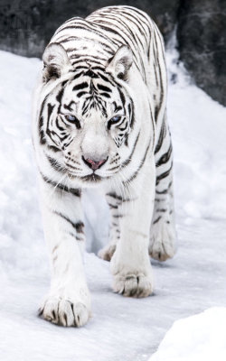 Obsessed with Tigers