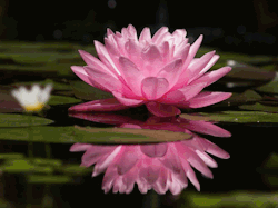 mysticself:“The lotus is the most beautiful flower, whose petals open one by one. But it will only grow in the mud. In order to grow and gain wisdom, first, you must have the mud — the obstacles of life and its suffering. … The mud speaks of the