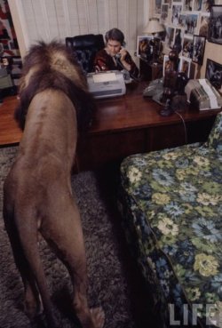 pete-woolven:   Tippi Hedren and family living with a pride of lions.  excuse me u have a lion in ur house 